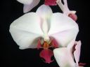 Phalaenopsis_hybridi_RUO_20061107_IMG_1800.jpg