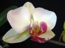 Phalaenopsis_hybridi_RUO_20091107_IMG_3394.jpg