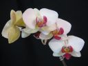 Phalaenopsis_hybridi_RUO_20091207_IMG_6764.jpg