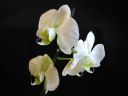 Phalaenopsis_hybridi_SPN05_20081128_IMG_1034.jpg