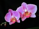 Phalaenopsis_hybridi_SPN11_IMG_3589.jpg