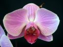 Phalaenopsis_hybridi_SPN_20081108_IMG_5557.jpg