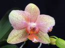 Phalaenopsis_hybridi_SPN_20081128_IMG_0109.jpg