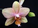 Phalaenopsis_hybridi_SPN_20081128_IMG_1472.jpg