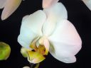 Phalaenopsis_hybridi_SPN_20081128_IMG_7640.jpg