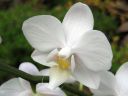 Phalaenopsis_hybridi_TEH1_20090828_IMG_3814.jpg