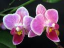 Phalaenopsis_hybridi_TEH3_20090809_IMG_4279.jpg