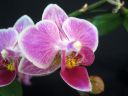 Phalaenopsis_hybridi_TEH3_20090809_IMG_4281.jpg