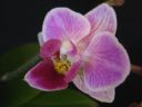 Phalaenopsis_hybridi_TEH3_20090828_IMG_7365.jpg