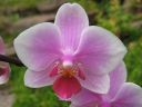Phalaenopsis_hybridi_TEH4_20090828_IMG_3828.jpg