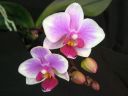 Phalaenopsis_hybridi_TEH4_20090828_IMG_4117.jpg