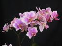 Phalaenopsis_hybridi_TEH4_20090828_IMG_6133.jpg