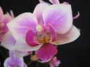 Phalaenopsis_hybridi_TEH4_20090828_IMG_6136.jpg