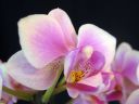 Phalaenopsis_hybridi_TEH4_20090828_IMG_6137.jpg