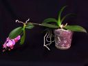 Phalaenopsis_hybridi_TEH_20090809_IMG_1183.jpg