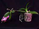 Tiedostonimi=Phalaenopsis_hybridi_TEH_20090809_IMG_1183.jpg
Tiedostokoko=41kt
Koko=600x450
Lisätty=19.02.2012 Phalaenopsis_hybridi_TEH_20090809_IMG_1183.jpg