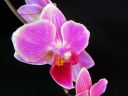 Phalaenopsis_hybridi_TEH_20090809_IMG_1186.jpg