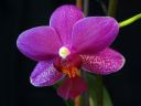 Phalaenopsis_hybridi_VP_20090107_IMG_3332.jpg