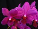 Phalaenopsis_hybridi_VP_20091207_IMG_6761.jpg