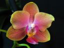 Phalaenopsis_hybridi_dreamy_diva_IMG_3951.jpg
