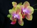 Phalaenopsis_hybridi_dreamy_diva_IMG_4288.jpg