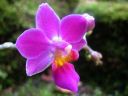 Phalaenopsis_hybridi_mini1_IMG_6330.jpg