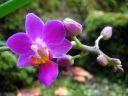 Phalaenopsis_hybridi_mini1_IMG_6332.jpg