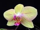 Phalaenopsis_hybridi_vanha19_IMG_0111.jpg