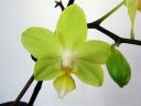 Phalaenopsis_hybridi_vanha2_IMG_1464_1.jpg