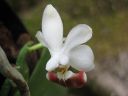 Phalaenopsis_lobbii_X_parishii_ES_080507_IMG_3235.jpg