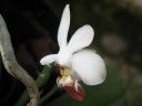 Phalaenopsis_lobbii_X_parishii_ES_080507_IMG_3236.jpg