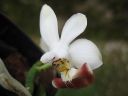 Phalaenopsis_lobbii_X_parishii_ES_080507_IMG_3238.jpg