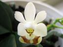 Phalaenopsis_lobbii_YT_050508_IMG_6496.jpg