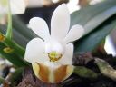 Phalaenopsis_lobbii_YT_050508_IMG_6863.jpg