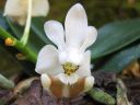 Phalaenopsis_lobbii_YT_050508_IMG_IMG_7717.jpg