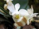 Phalaenopsis_lobbii_YT_050508_IMG_IMG_7718.jpg