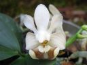Phalaenopsis_lobbii_YT_050508_IMG_IMG_7719.jpg