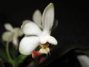 Phalaenopsis_lobbii_x_parishii_ES_090507_IMG_2098.jpg