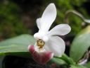 Phalaenopsis_lobbii_x_parishii_ES_090507_IMG_2760.jpg