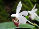Tiedostonimi=Phalaenopsis_lobbii_x_parishii_ES_090507_IMG_2762.jpg
Tiedostokoko=46kt
Koko=600x450
Lisätty=10.02.2012 Phalaenopsis_lobbii_x_parishii_ES_090507_IMG_2762.jpg