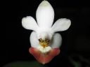 Phalaenopsis_lobbii_x_parishii_ES_090507_IMG_3130.jpg