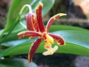 Phalaenopsis_mannii_KG_070507_IMG_3040.jpg