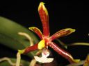 Phalaenopsis_mannii_YT_080507_IMG_2109.jpg