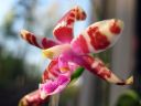 Phalaenopsis_mariae_Karge_080507_IMG_2979.jpg