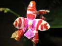 Phalaenopsis_mariae_YT_080507_IMG_2389.jpg