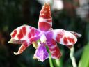 Phalaenopsis_mariae_YT_080507_IMG_2439.jpg