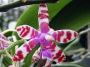 Phalaenopsis_mariae_YT_080507_IMG_2516.jpg