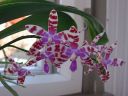 Phalaenopsis_mariae_YT_080507_IMG_2617.jpg