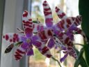 Tiedostonimi=Phalaenopsis_mariae_YT_080507_IMG_2618.jpg
Tiedostokoko=61kt
Koko=600x450
Lisätty=10.02.2012 Phalaenopsis_mariae_YT_080507_IMG_2618.jpg