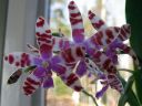 Phalaenopsis_mariae_YT_080507_IMG_2618.jpg